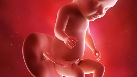 妊娠31週　胎児 胎盤 へその緒の様子
