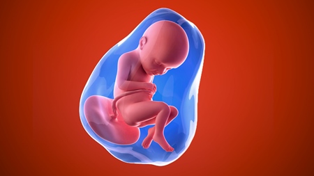 妊娠32週　胎児 胎盤　羊水　の様子