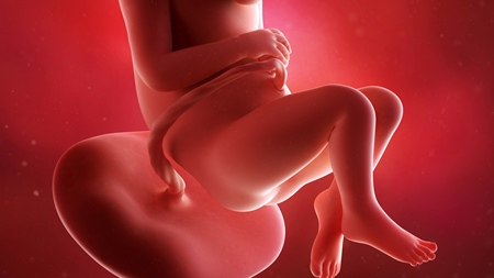 妊娠32週　胎児 胎盤 へその緒の様子
