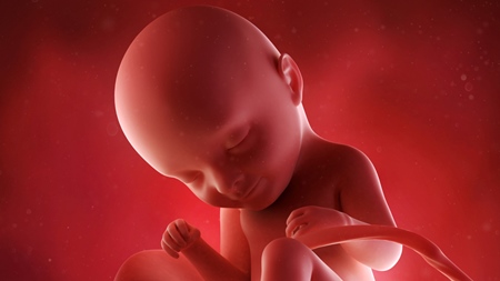 妊娠33週　胎児　頭　顔　の様子