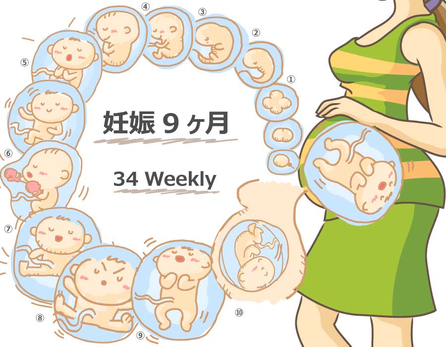 妊娠34週