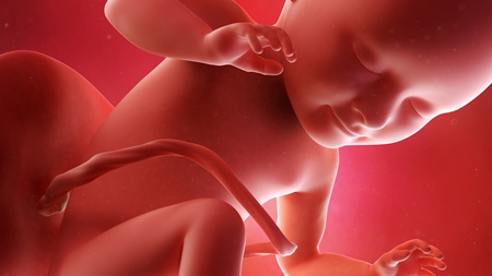 妊娠34週　胎児　の様子 (2)