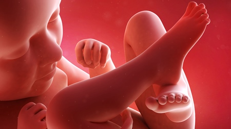 妊娠35週　胎児　足　手の様子
