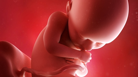 妊娠36週　胎児　の様子 (2)