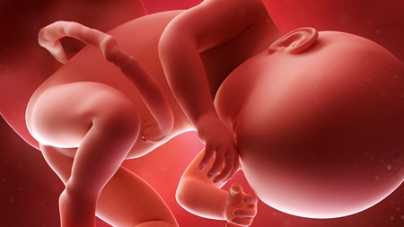 妊娠38週　胎児　の様子　体重が3000g程度でストップします