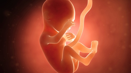 妊娠21週　胎児　の様子02