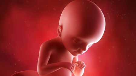 妊娠21週　胎児　の様子