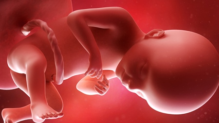 妊娠21週　胎児 胎盤 へその緒の様子