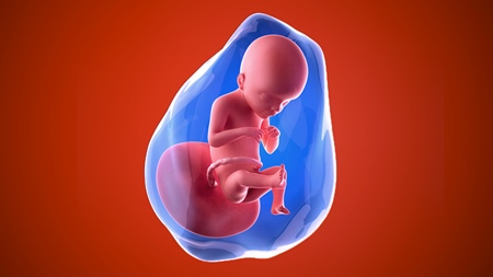 妊娠21週　胎児 胎盤　羊水　の様子