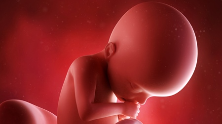 妊娠22週　胎児　の様子