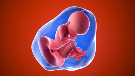妊娠22週　胎児 胎盤　羊水　の様子