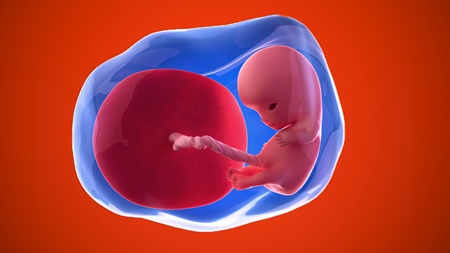 妊娠10週 胎児　羊水