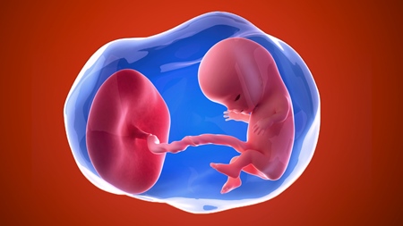 妊娠11週 胎児　羊水