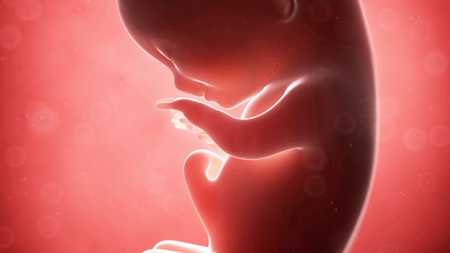 胎児としての成長を始める時期