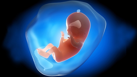 妊娠3ヶ月　胎児 胎盤　羊水　の様子