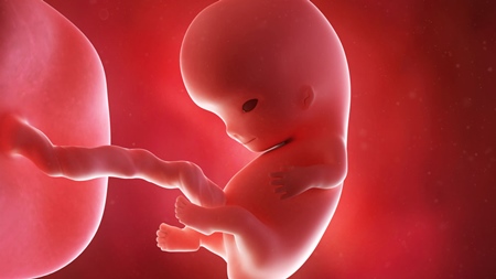 妊娠9週　胎児　顔　手　胎盤の様子