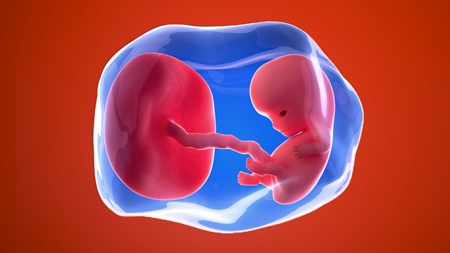 妊娠9週　胎児 胎盤　羊水　の様子