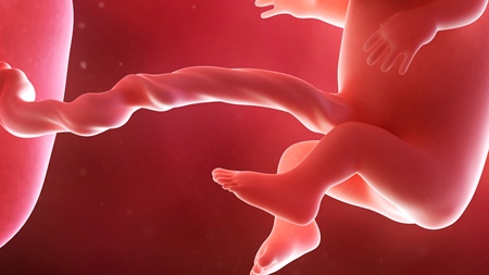 妊娠4ヶ月　胎児 胎盤　へその緒の様子