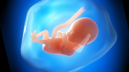 妊娠4ヶ月　胎児 胎盤　羊水　の様子