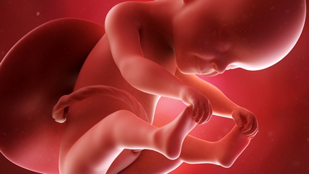 妊娠7ヶ月　胎児　胎盤 へその緒 の様子