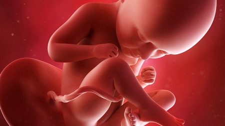 妊娠9ヶ月　胎児 胎盤　の様子