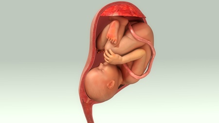 子宮　胎児の様子