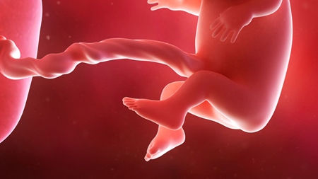 胎盤と妊娠悪阻の関係