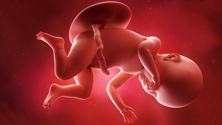 妊娠10ヶ月　胎児 胎盤　の様子