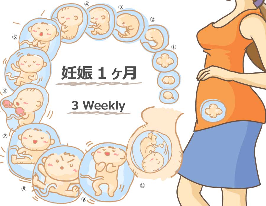 妊娠3週に胎児 母体の症状で知っておきたいこと ニンアカ