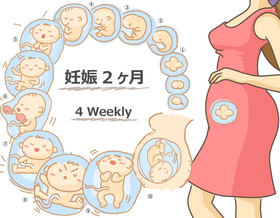 妊娠4週 胎児と母体の症状で知っておきたいこと ニンアカ