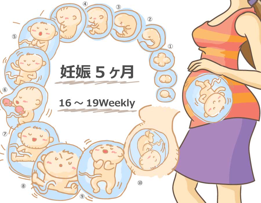 妊娠5ヶ月 胎児と母体の症状で知っておきたいこと ニンアカ