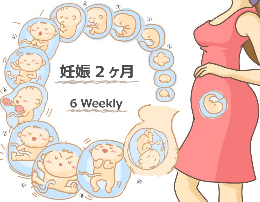 妊娠6週 胎児 母体の症状で知っておきたいこと ニンアカ