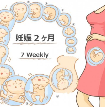 妊娠7週