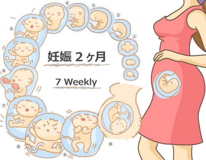 妊娠7週 胎児 母体の症状で知っておきたいこと ニンアカ