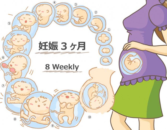 妊娠8週