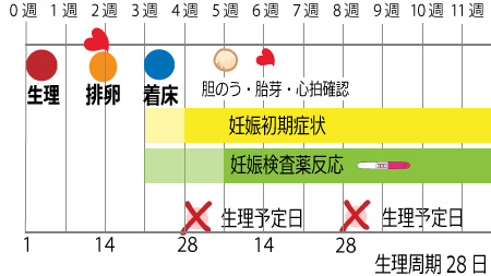 妊娠検査薬では陰性の時期 ニンアカ